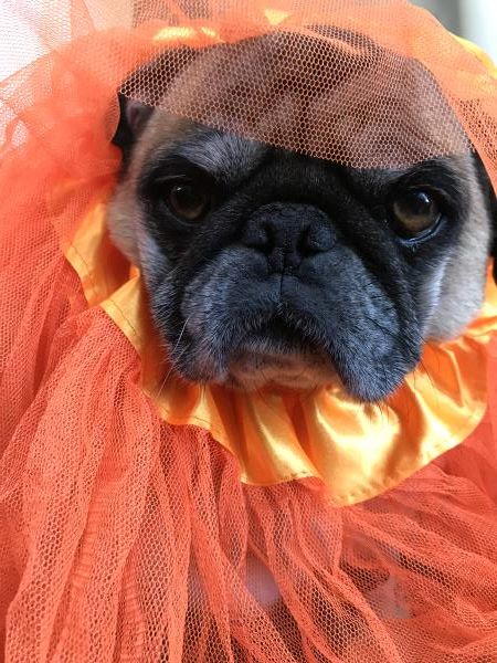 /images/uploads/pug nation rescue of los angeles/pugnation2020/entries/10991thumb.jpg